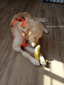 Comida natural para perros