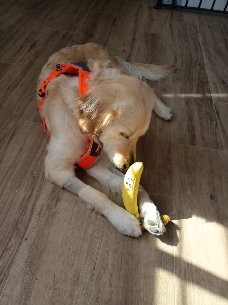 Comida natural para perros