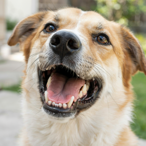 perro enseñando dientes limpios