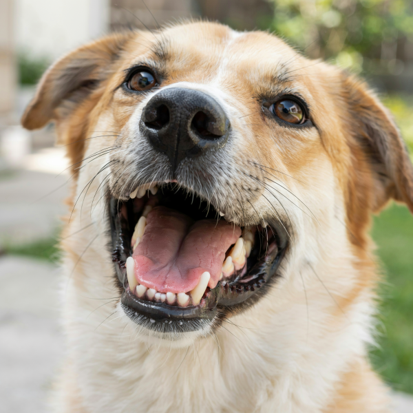 perro enseñando dientes limpios