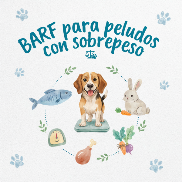 barf para peludos con sobrepeso